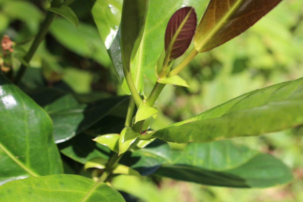 Aporosa latifolia Thwaites